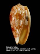 Conus bullatus (2)
